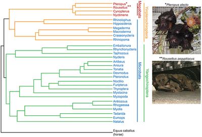 Going to Bat(s) for Studies of Disease Tolerance